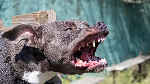 A close-up shot of a grey and white pit bull-type dog with its mouth wide open, exposing its teeth and tongue, mid-action (such as barking, catching something, or yawning).
